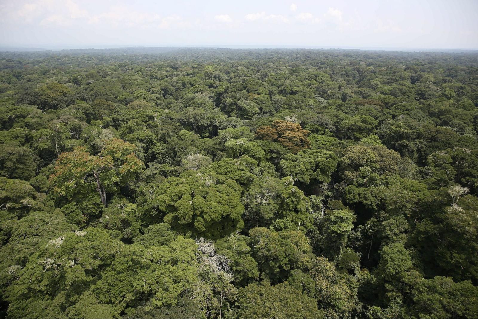 Forêt dense de l'Ituri vue d'en haut