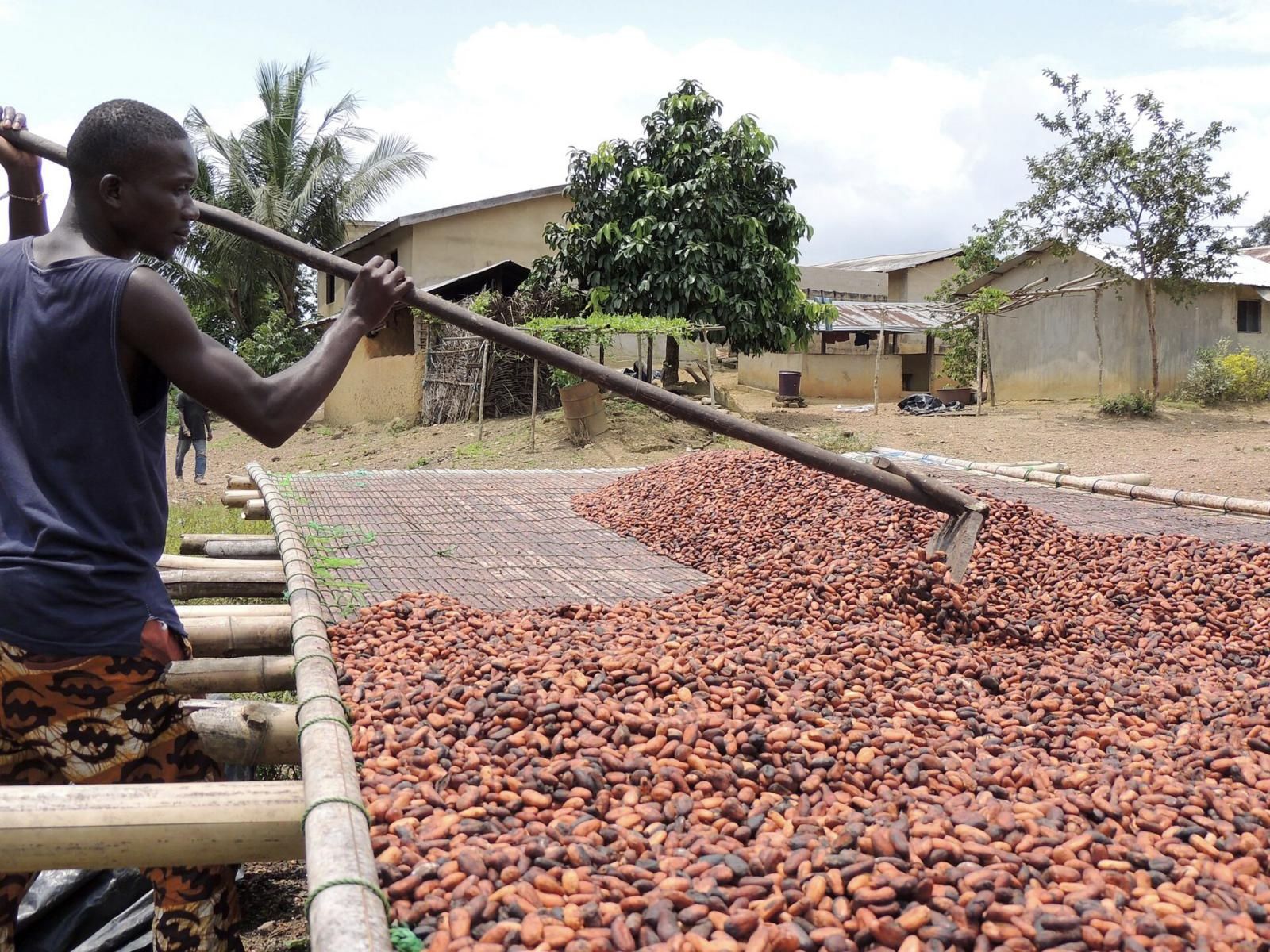 Séchage et tri du cacao